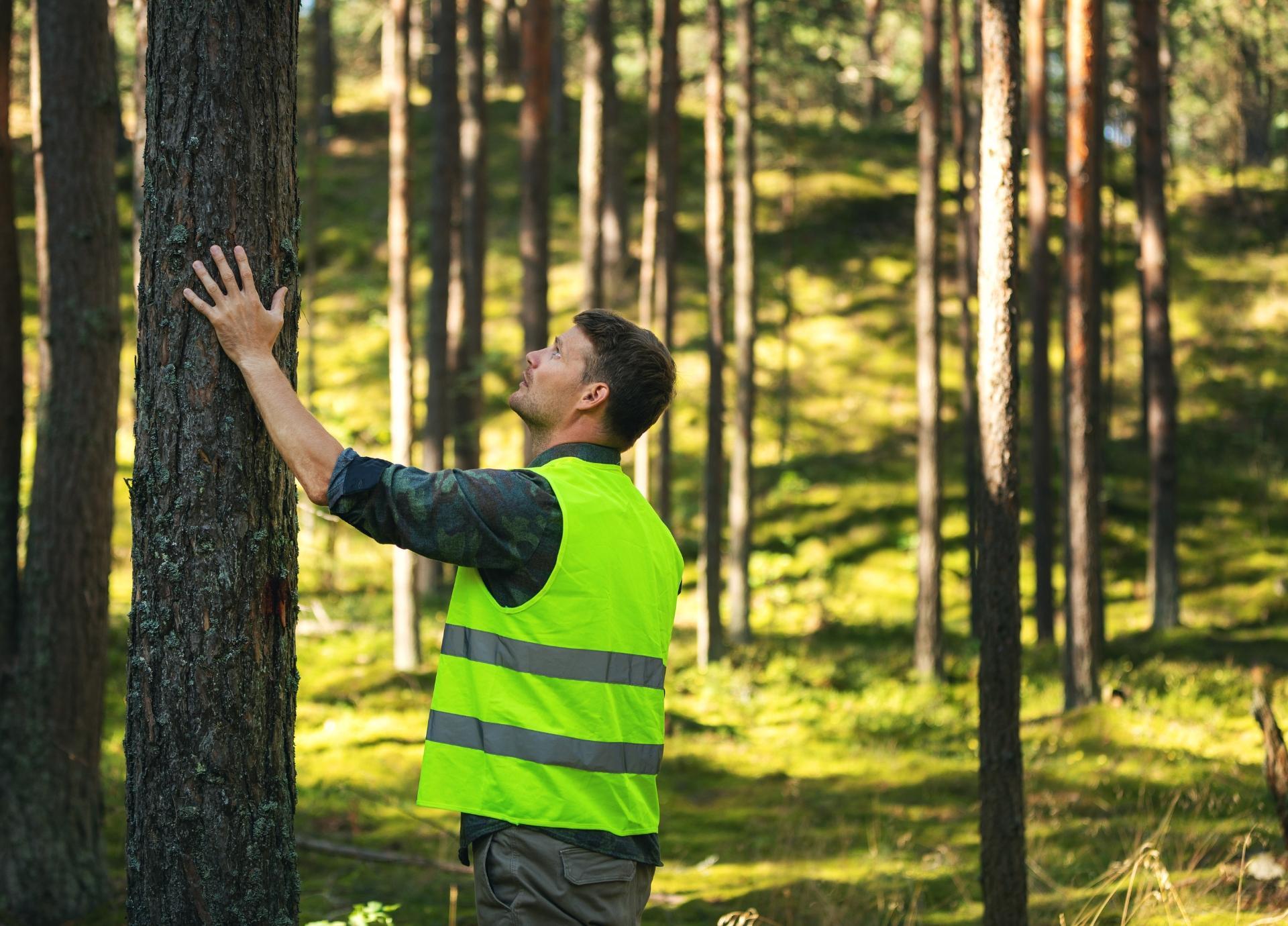 Порядок в лесу. Югорский лес. Проверка качества фото. 8. Forest Engineering. Инженер по лесопользованию фото.